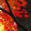 浄住寺、地蔵院紅葉