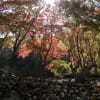 泉自然公園　紅葉(2008年11月16日～2008年11月22日)