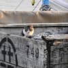 港の猫