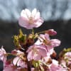 河津桜と菜の花。２０１３．３．１５