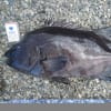 魚
