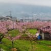 高遠・高田の桜、ＳＬを求めての青春18切符ひとり旅（2018年春）