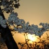本内の松川土手の桜