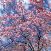 富岡町の桜「夜の森桜並木」２００９～２０１０フォトブック