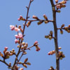 桜が開花しました（河津桜）