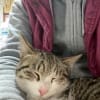 色々あった「スーパー猫の日」