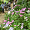 本土寺20120623