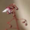 草物盆栽　ユキノシタ開花始め；ヒマラヤユキノシタ幹伏せに芽が出てきた