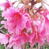 やえせ桜まつり（１）…八重瀬公園、サクラ