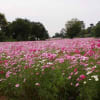 昭和記念公園のコスモス