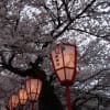 金沢　寒すぎる満開桜