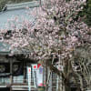 永福寺の梅