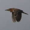 ゴイサギ幼鳥の飛行