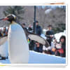 旭山動物園(2012年03月25日～2012年03月31日)