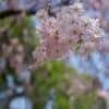 土呂～大宮にて桜の撮影