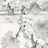 Vine and the Rhein Riv.