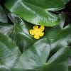 鮮明な黄色の花が緑の葉に映える「コウホネ」（初夏の花　2022-25）