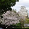 姫路城の桜