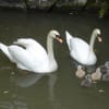 白鳥の夫婦にベビィ誕生♪