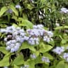 花追いウォーキング