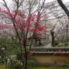 京都　西山の桜