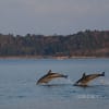２０１３年１１月の能登島野生のイルカ　