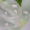 サクラタデ