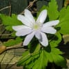 庭の山野草色々