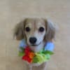 新入犬のMIX(チワワ×Mダックス)の【さくらちゃん】 犬のしつけ教室@アロハドギー