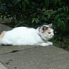 チーコが出てきたあの頃チャンネル(2005年08月21日～2005年08月27日)