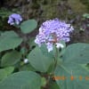 福地温泉で８月に咲くアジサイ
