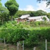 2019大聖寺あじさい
