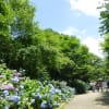 神戸森林植物園　アジサイ
