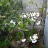 枝垂れ桜
