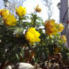 家庭菜園・・・梅の花、福寿草、枇杷、菜の花～