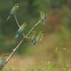 ヤツガシラ・ハリオハチクイ・コウライウグイスなど～台湾の野鳥2014.7
