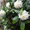 向いの沈丁花