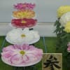 日本菊花全国大会（2013年11月8日　国華園）-2