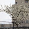 梅の花　ほか　　　花暦　２０１２．３．１２