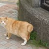 キコニャンだより