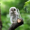 ふくろうの幼鳥 と don - don - sotutu