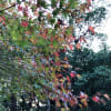 2018年10月文京区長い散歩