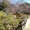 小石川後楽園・羽根木公園の梅