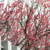 半城土天満神社の梅まつりは２月１８日土曜日に行はれます。