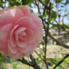 3月の花