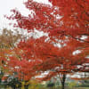 2016/11 森林公園「紅葉見Night」