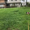 ミニトマトが無くなった!