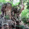 本州一位の樹齢2000年越　驚愕のクスノキの巨樹　5