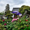 金沢区・龍華寺のボタン　１
