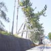 大和紡績～新濱ロータリー坂桜
